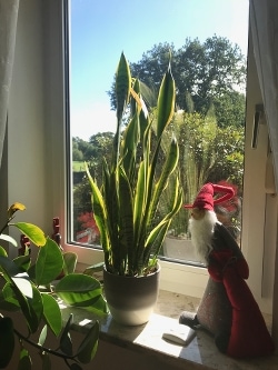 Bogenhanf